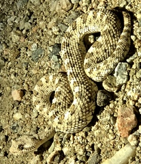 Crotalus cerastes cerastes