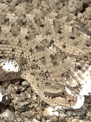 Crotalus cerastes cerastes