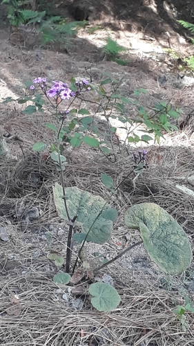 Pericallis cruenta, photograph 3