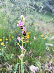 Ophrys scolopax