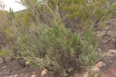 Leptospermum coriaceum