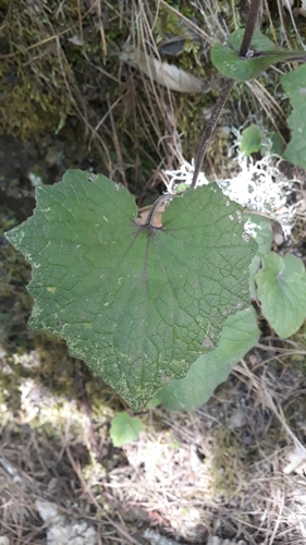 Pericallis cruenta, photograph 4