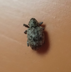 Conotrachelus recessus