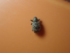 Conotrachelus recessus