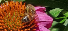 Apis mellifera