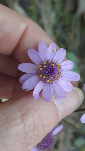 Pericallis cruenta, photograph 6