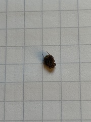 Valgus canaliculatus