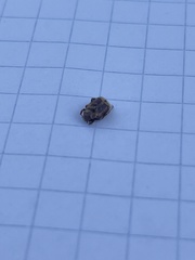 Valgus canaliculatus