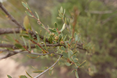 Leptospermum coriaceum