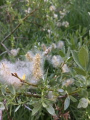 Salix eastwoodiae