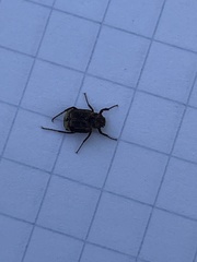 Valgus canaliculatus