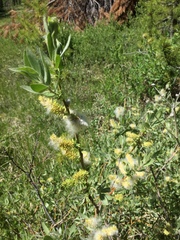Salix eastwoodiae