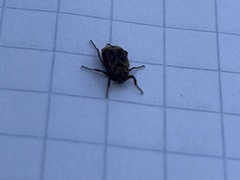 Valgus canaliculatus