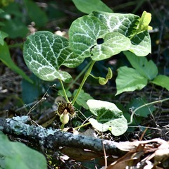 Aristolochia fimbriata