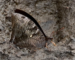 Corades medeba columbina