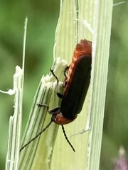 Cantharis fusca