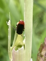 Cantharis fusca