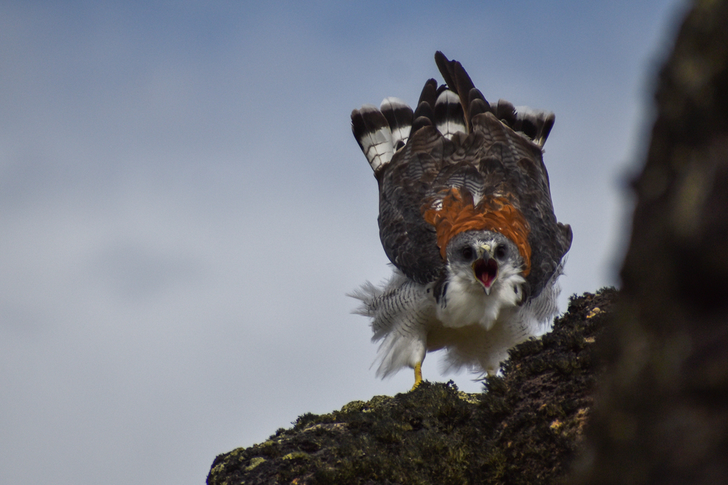 Variable Hawk