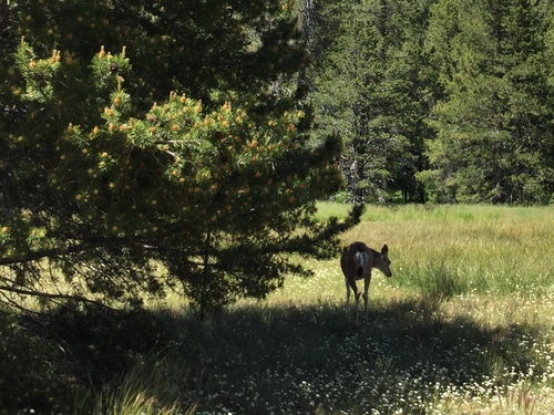 iNaturalist observation photo of Mule Deer