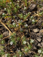 Navarretia intertexta