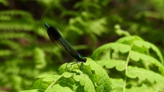 Calopteryx aequabilis