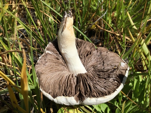 iNaturalist observation photo of field and button mushrooms