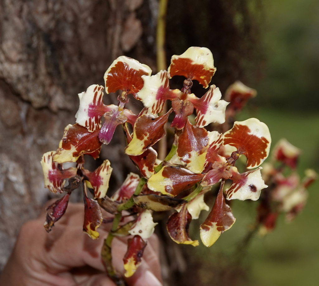 Cyrtochilum halteratum