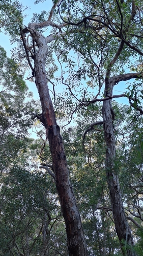 Image of Eucalyptus squamosa by (c) Petra Holland, some rights reserved (CC BY)