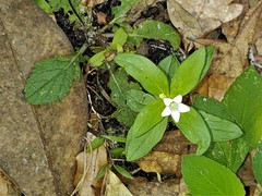 Spigelia loganioides