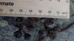 Eucalyptus squamosa