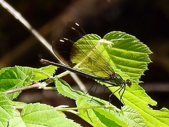 Calopteryx amata