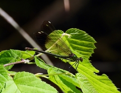 Calopteryx amata