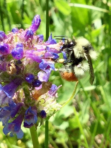 iNaturalist observation photo of Pyrobombus