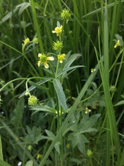 Ranunculus uncinatus