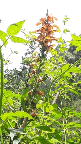 Image of Digitalis canariensis by (c) Alessia Guggisberg, some rights reserved (CC BY)
