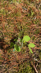 Lathyrus ochroleucus