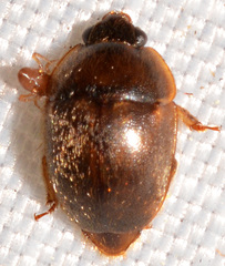 Amphicrossus ciliatus