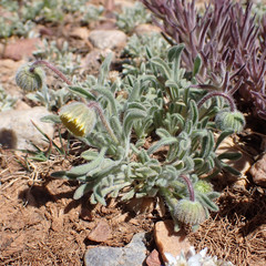 Erigeron aphanactis
