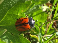 Calligrapha sigmoidea