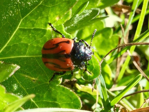 iNaturalist observation photo of Calligrapha sigmoidea