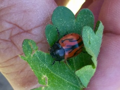 Calligrapha sigmoidea