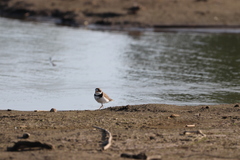 Charadrius semipalmatus