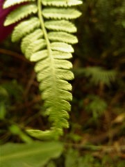Cyathea atrovirens