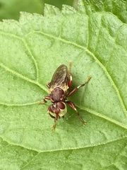 Myopa clausa