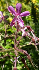 Geranium reuteri image