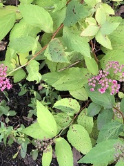 Blumeriella filipendulae