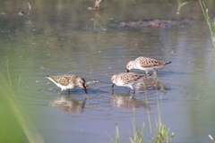 Calidris pusilla