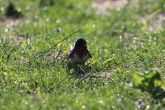Hirundo rustica