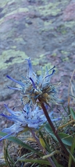 Phyteuma serratum