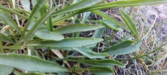 Phyteuma serratum